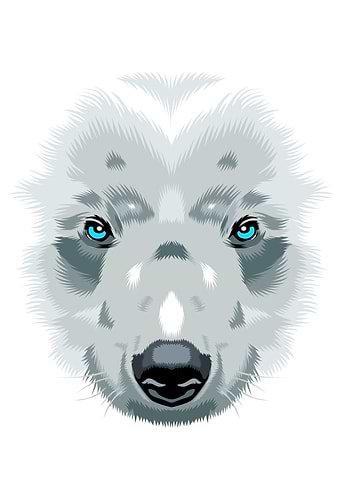 Bear White