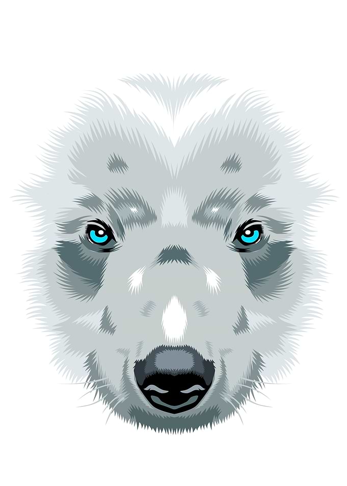 Bear White