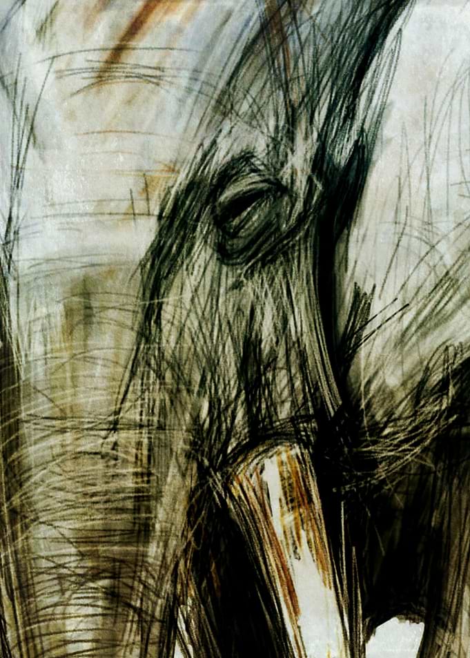 African Elephant Illustration