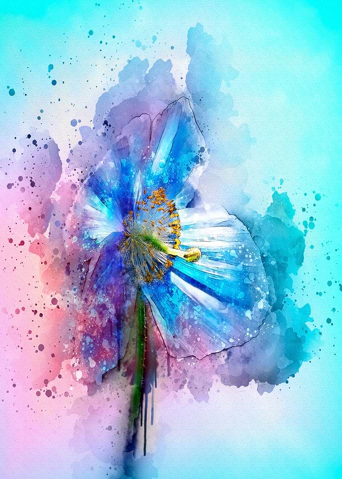Blue Poppy