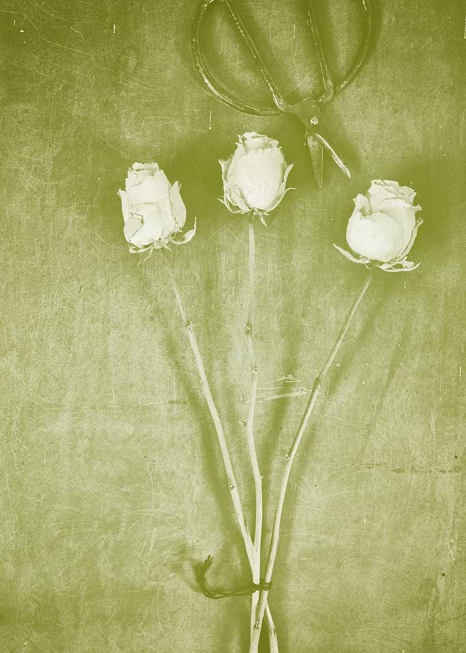 Retro green three roses.