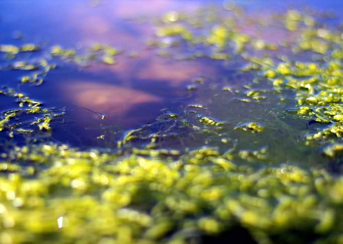 A tidal pool...Or another dimension?