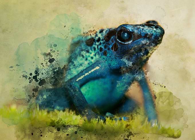 Blue poison frog - digital art