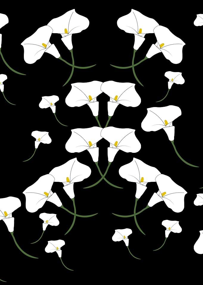 Calla lily