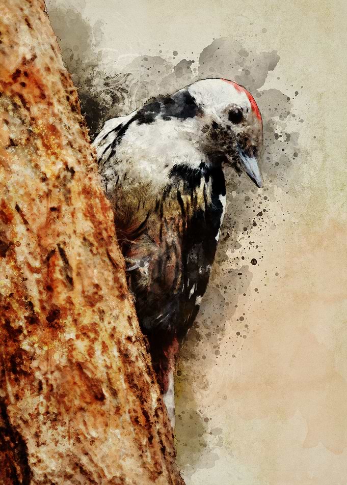 Black and white woodpecker on the branch - digital artw ...