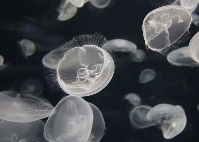 Creatures of the Deep.
