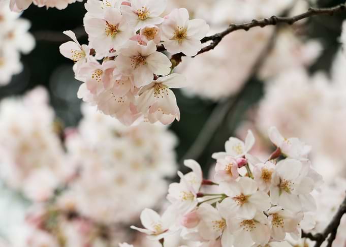 Sakura in Daylight