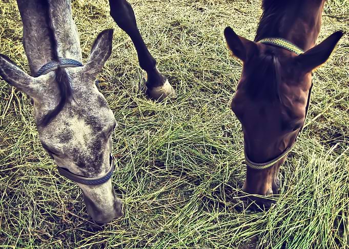 Two Horses