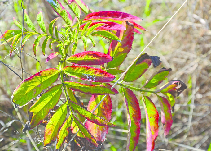 Autumn colors