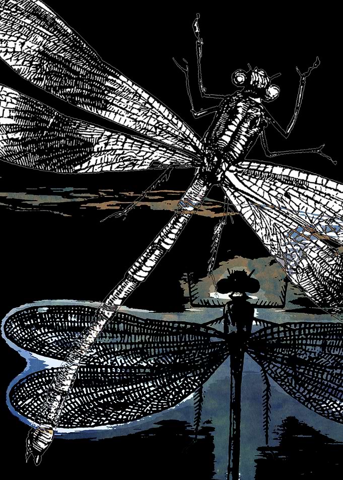 DRAGONFLY meets a FRIEND-2