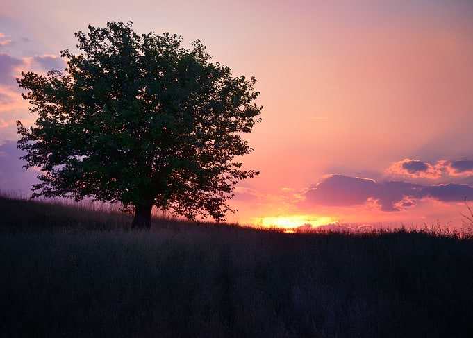 Lonely tree
