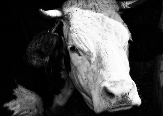 lonely cow