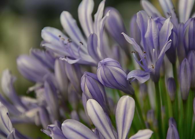 Violet Meadow flowers