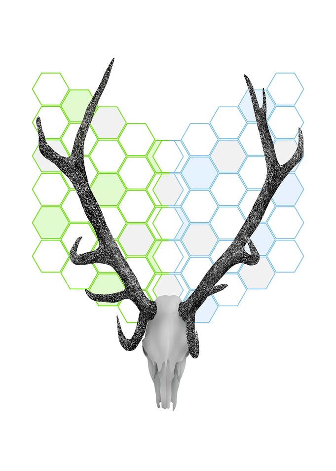 A stags skull with large antlers. Behind the head is a ...