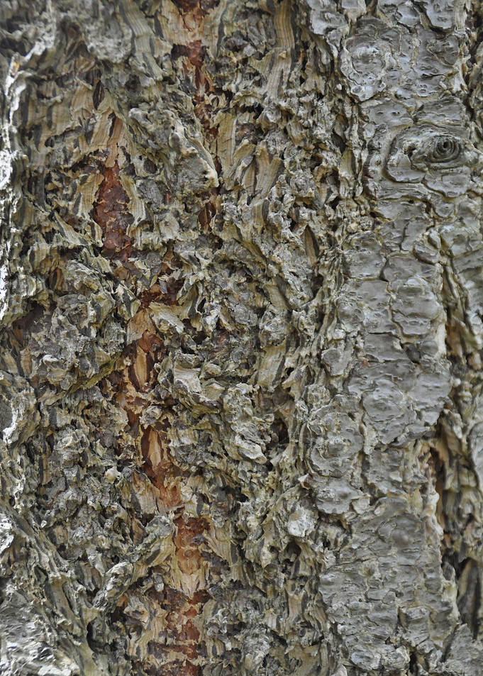 The bark of a tree