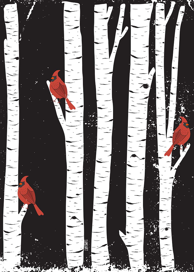 Northern Cardinal birds