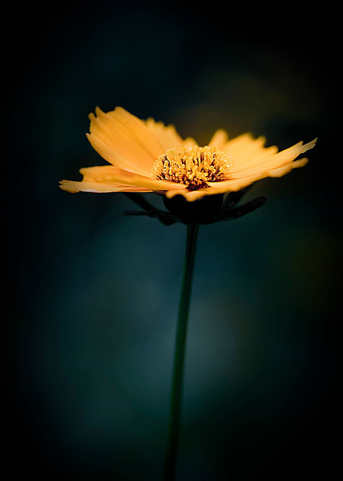 Out of Darkness —