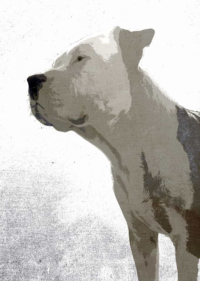 bali the dog