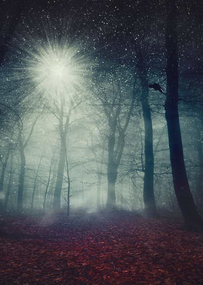 Enchanted Forest
