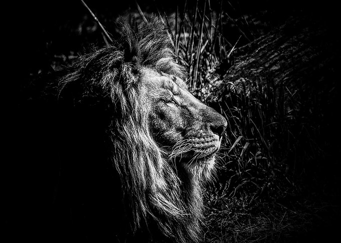 A Lion
