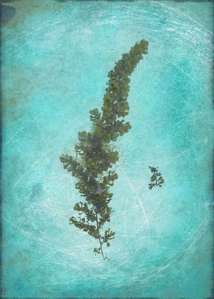 Seaweed