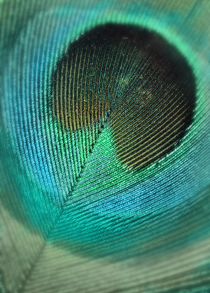Teal Feather