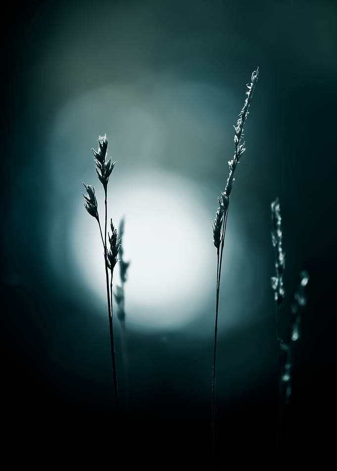 Waiting for Winter —