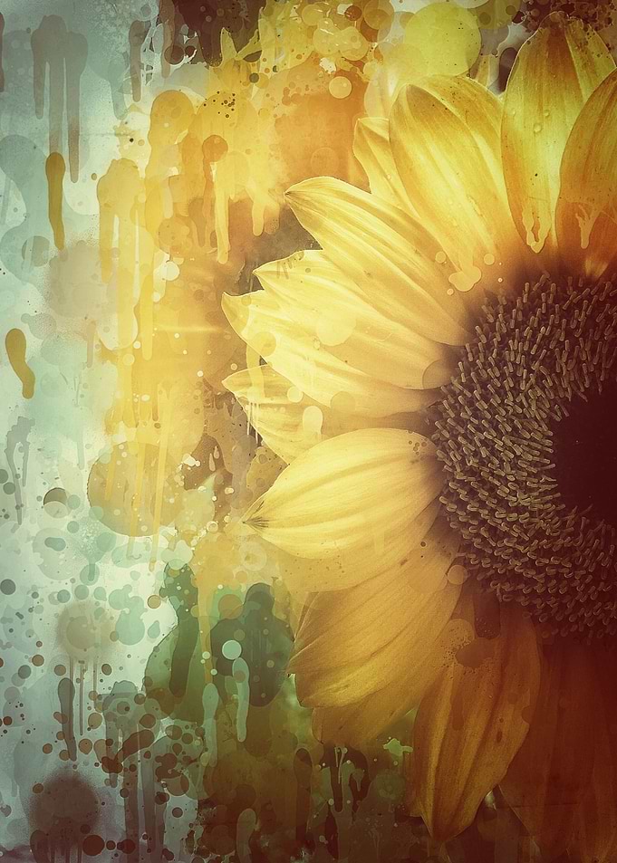 Sunflower Splash