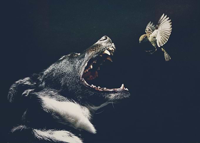 Versus