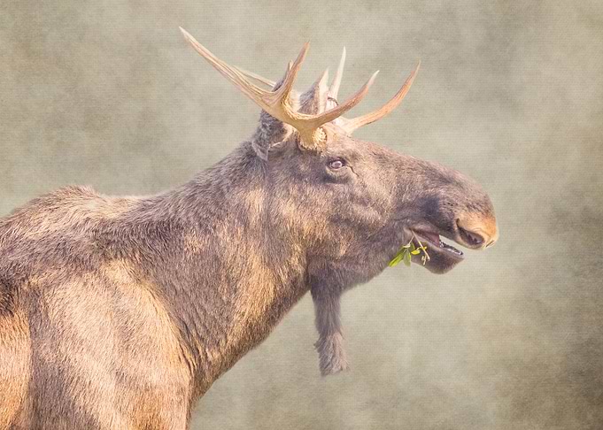 Mr Moose