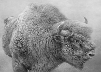 Bison portrait