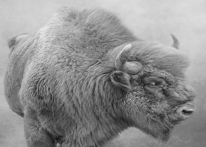 Bison portrait