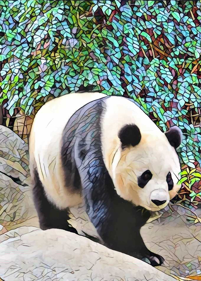 Panda bear in San Diego. If you love pandas, you will l ...