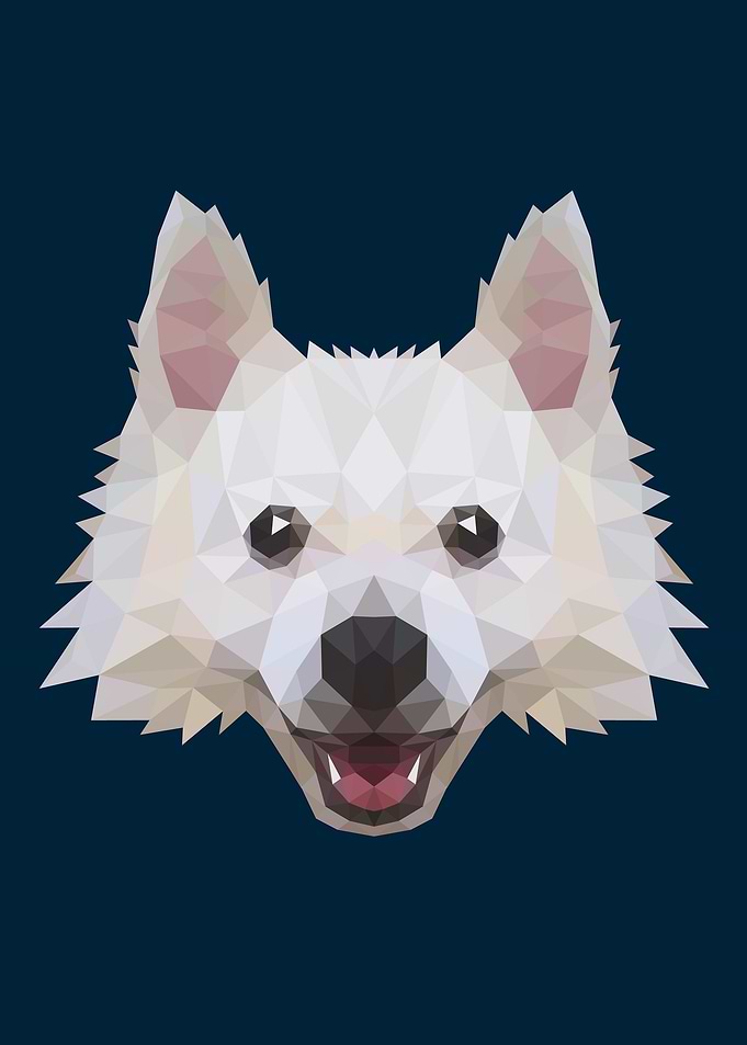 Japanese Spitz dog breed