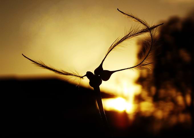 Flowing Feather Seeds