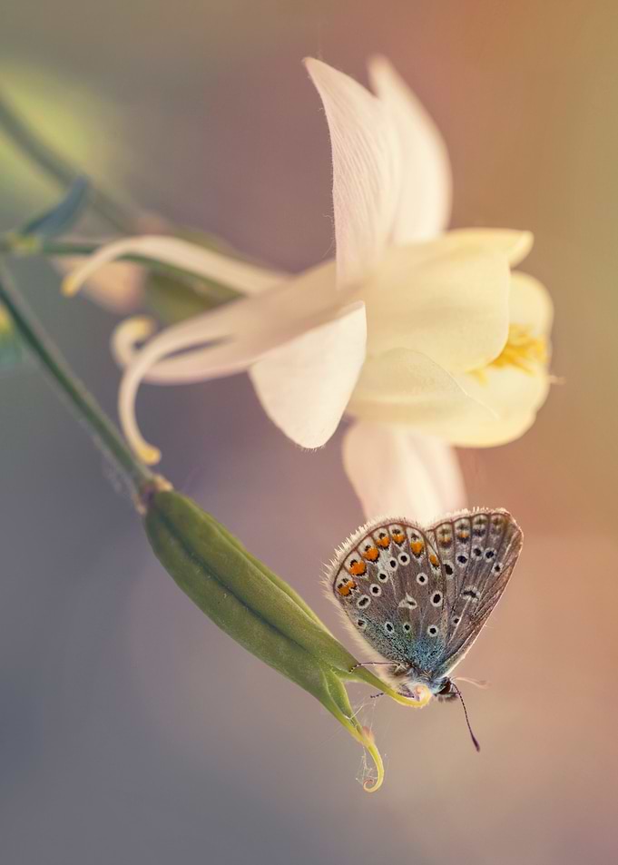 Common blue butterfly on cream columbine flower