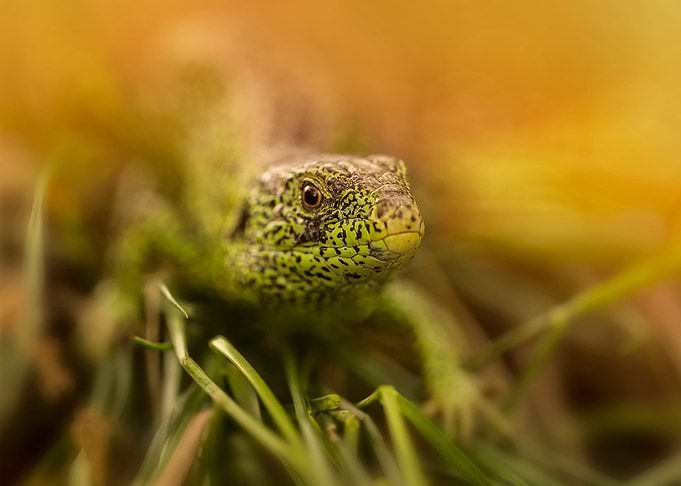 Green lizard