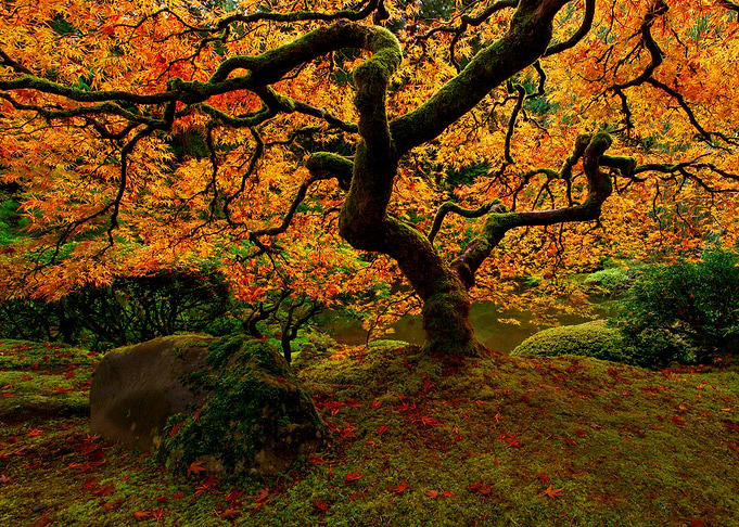 Flame of Autumn