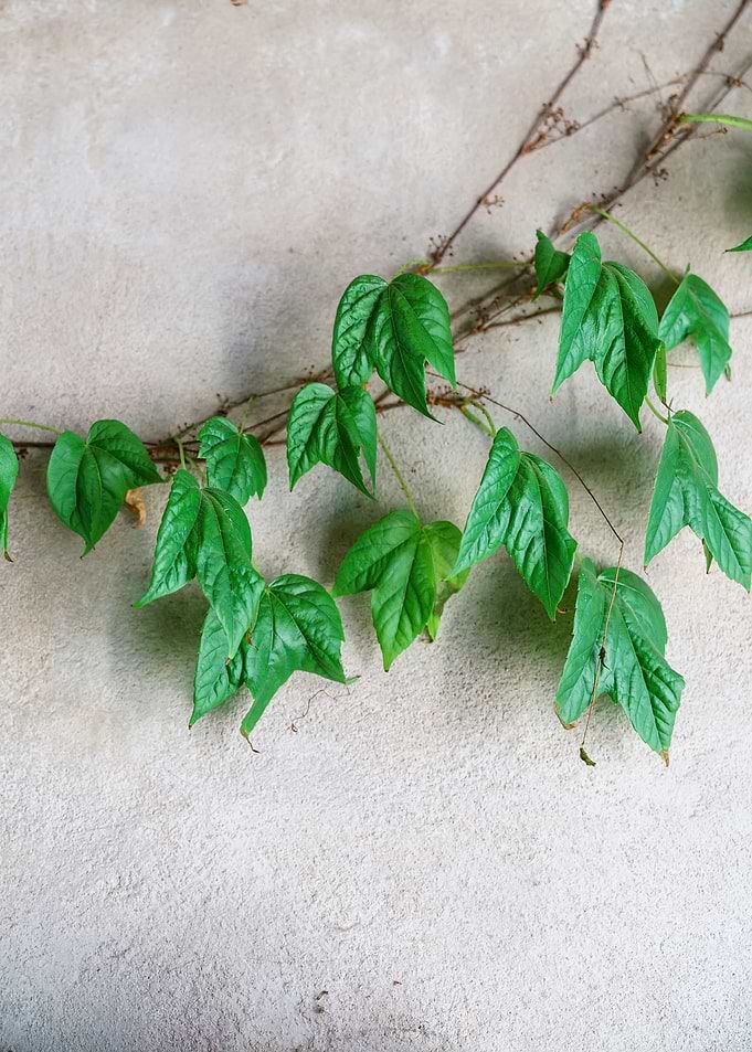 Vine