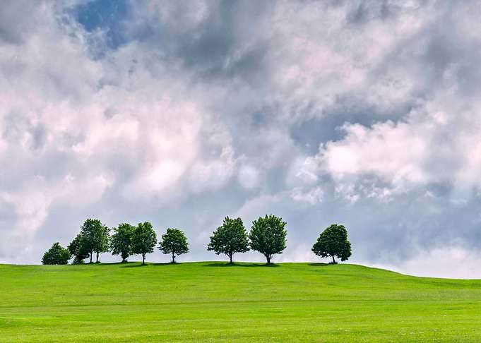 The Trees