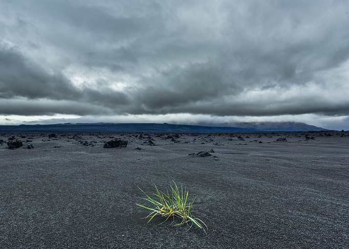 Sole Survivor | Photography, Nikon D750, 2016