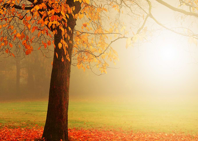 beautiful orange Autumn tree surrounded by golden Light ...