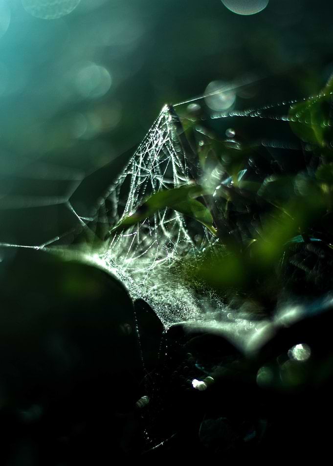 photograph from an early morning in October. though it ...