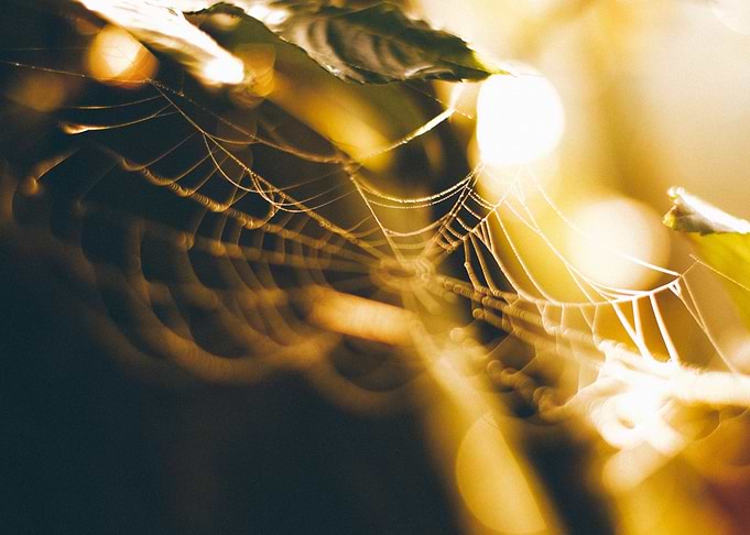 photo of a spider web in October