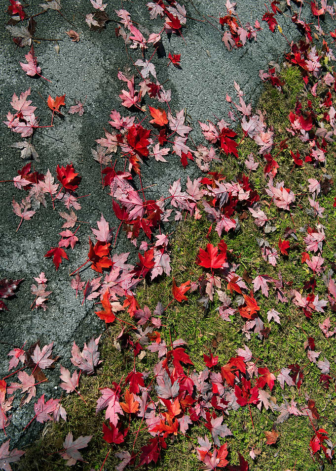 Fallen Leaves | Photography, Nikon D750, 2016