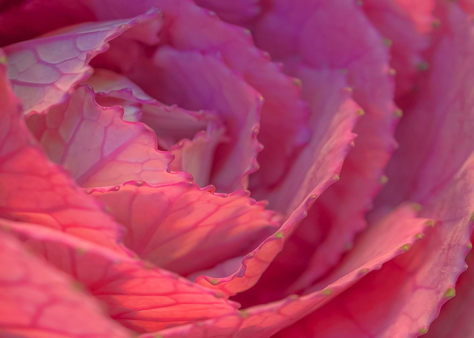 Ornamental cabbage flower