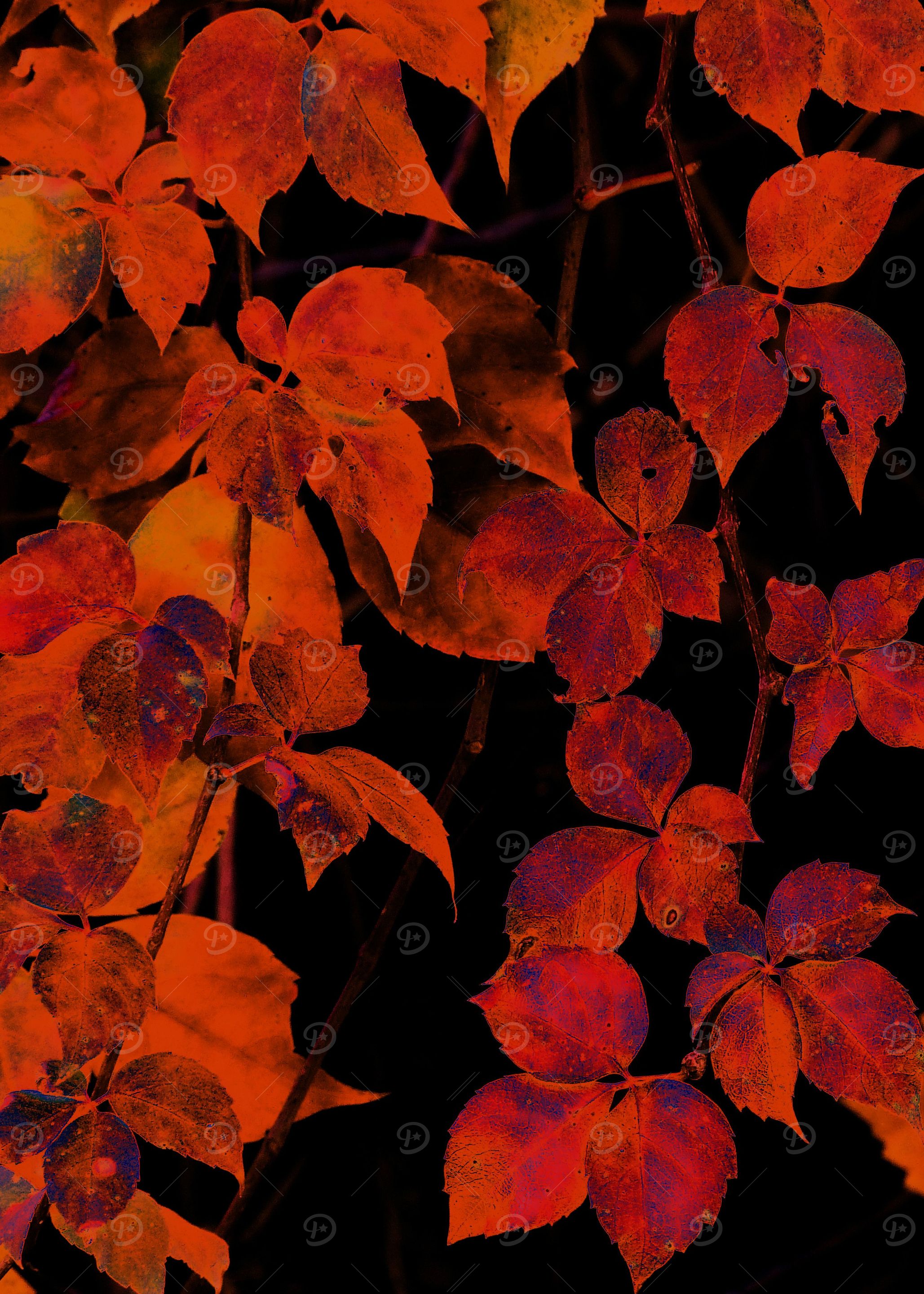Autumn Fire