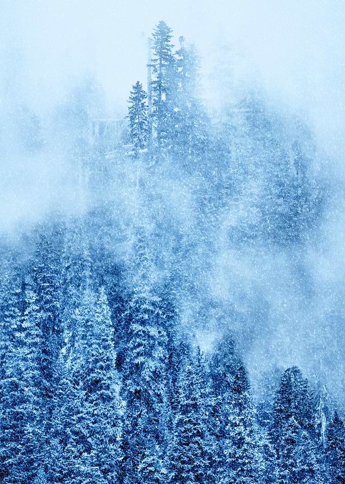 Winter Trees