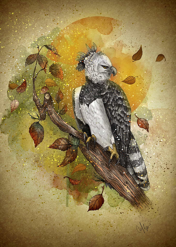 Harpy Eagle