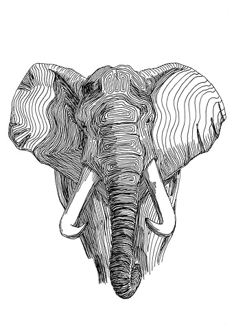 Elephant. Loxodonta africana.